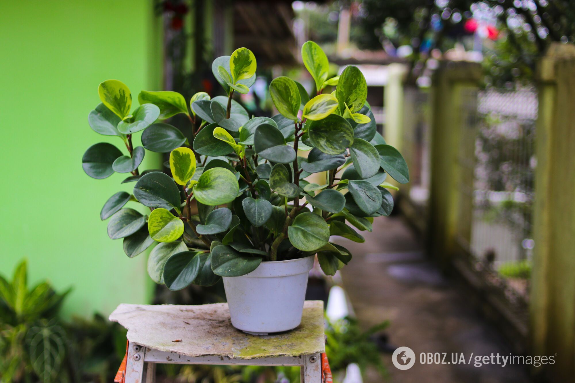 Виживуть у будь-якому домі: названі найбільш невибагливі кімнатні рослини