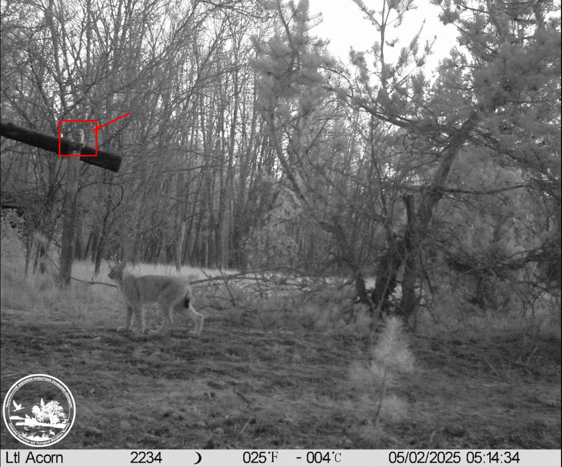 Настоящая удача: в Чернобыльской зоне удалось зафиксировать редкую встречу двух хищников. Фото