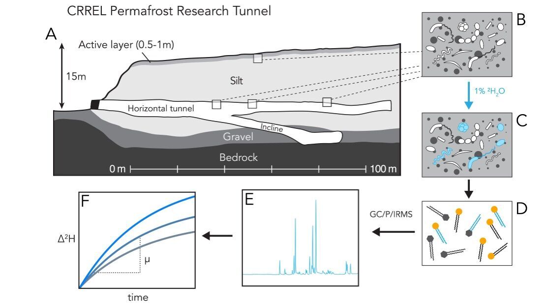 Ученые "разбудили" жизнь, которая пролежала замерзшей на Аляске около 40 тысяч лет. Фото