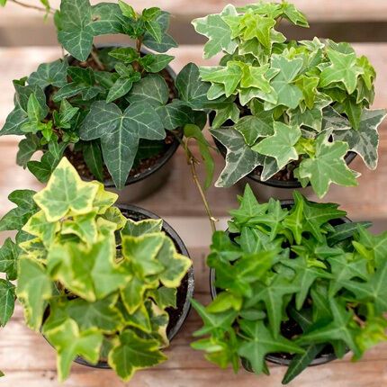 Принесуть святковий настрій: які кімнатні рослини купити перед Різдвом