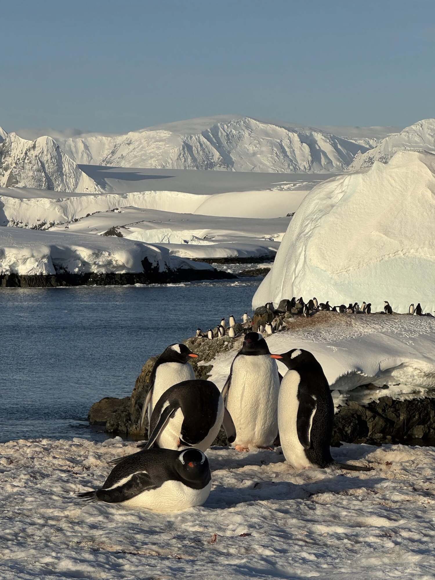 Семь тысяч на квадратный километр: на станцию "Академик Вернадский" вернулись пингвины. Фото