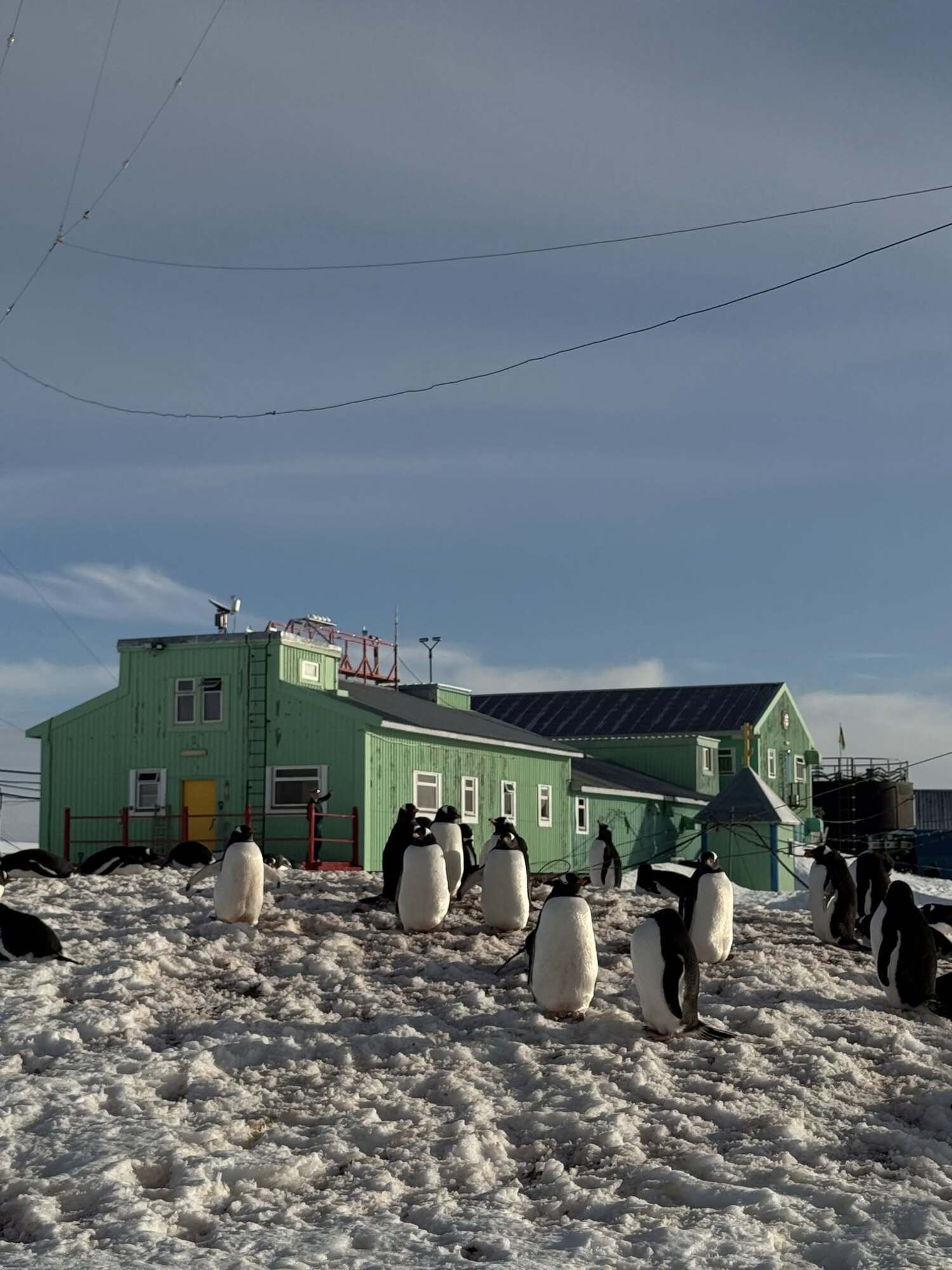 Семь тысяч на квадратный километр: на станцию "Академик Вернадский" вернулись пингвины. Фото