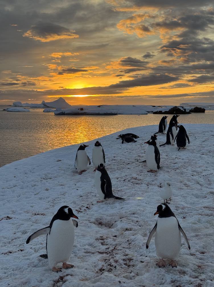 Семь тысяч на квадратный километр: на станцию "Академик Вернадский" вернулись пингвины. Фото
