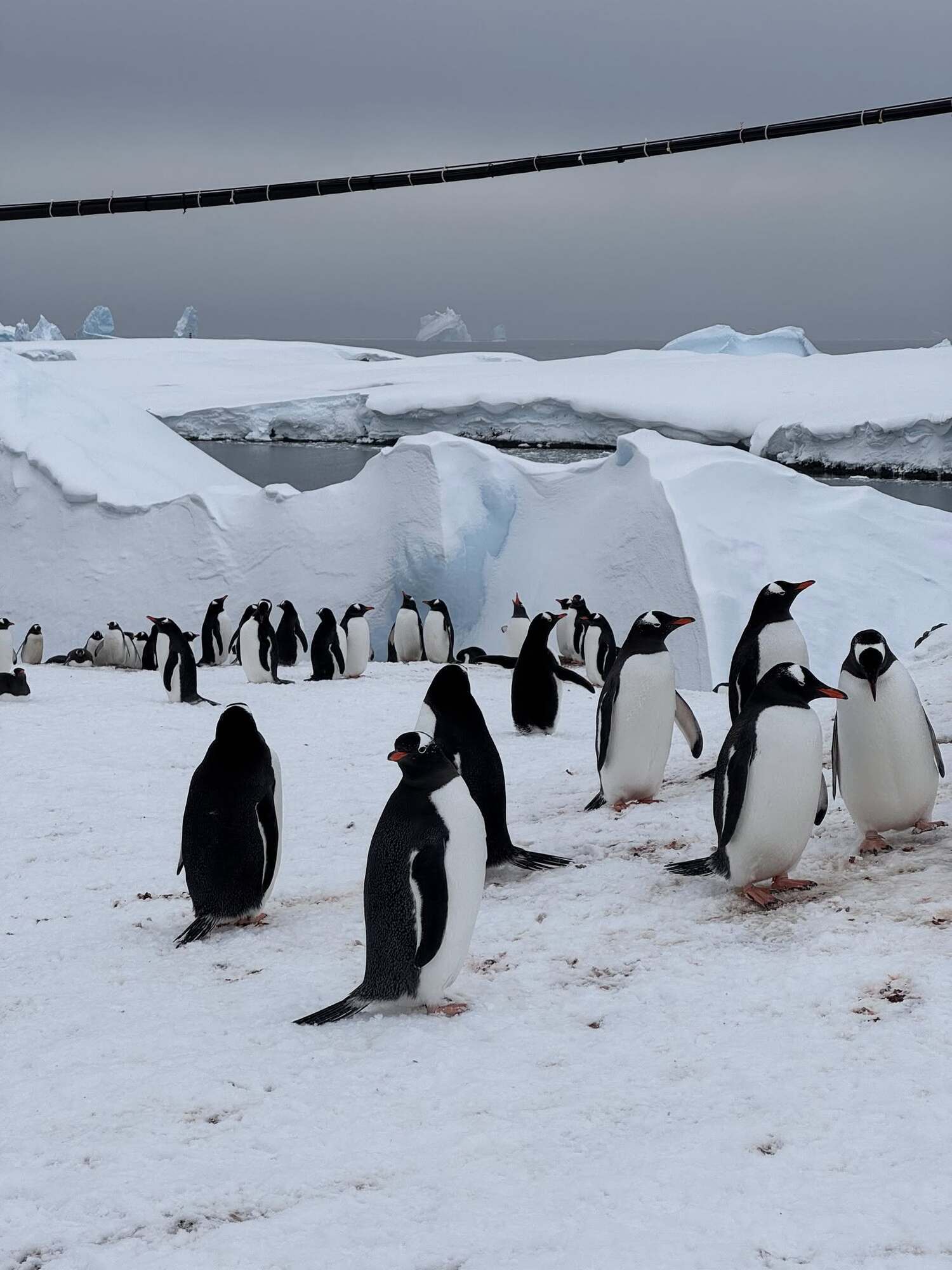 Семь тысяч на квадратный километр: на станцию "Академик Вернадский" вернулись пингвины. Фото