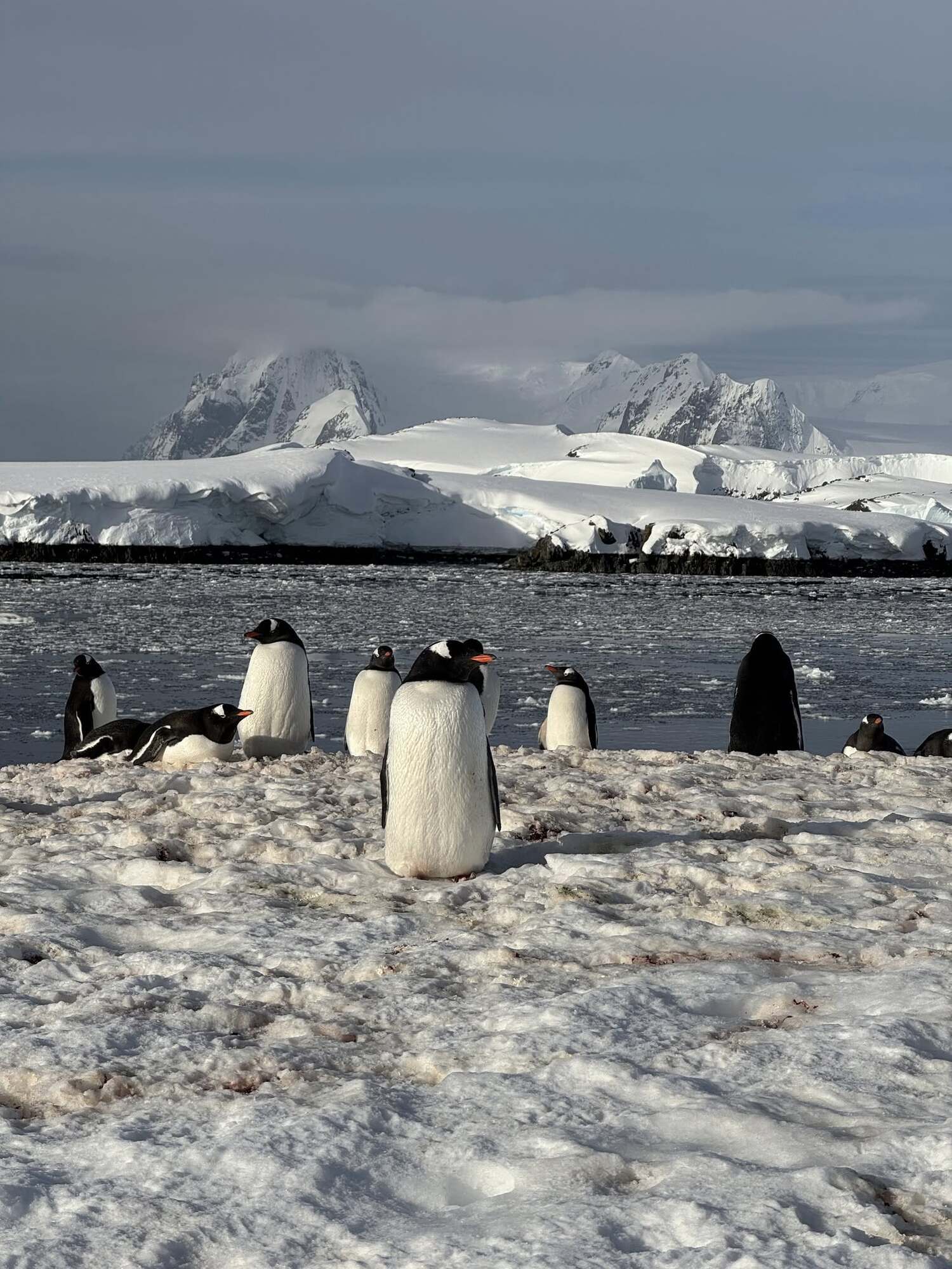Семь тысяч на квадратный километр: на станцию "Академик Вернадский" вернулись пингвины. Фото