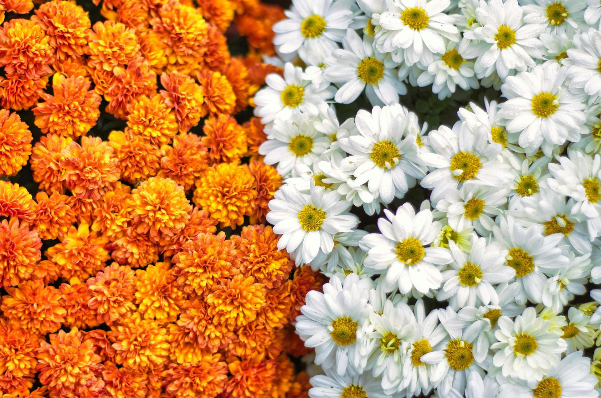 Де не варто садити хризантеми: квітів не дочекаєтеся