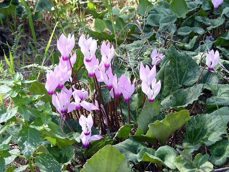 Принесуть святковий настрій: які кімнатні рослини купити перед Різдвом