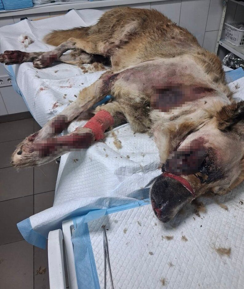 Привязал к автомобилю и тянул по дороге: жителю Прикарпатья сообщили о подозрении за жестокое убийство собаки. Фото