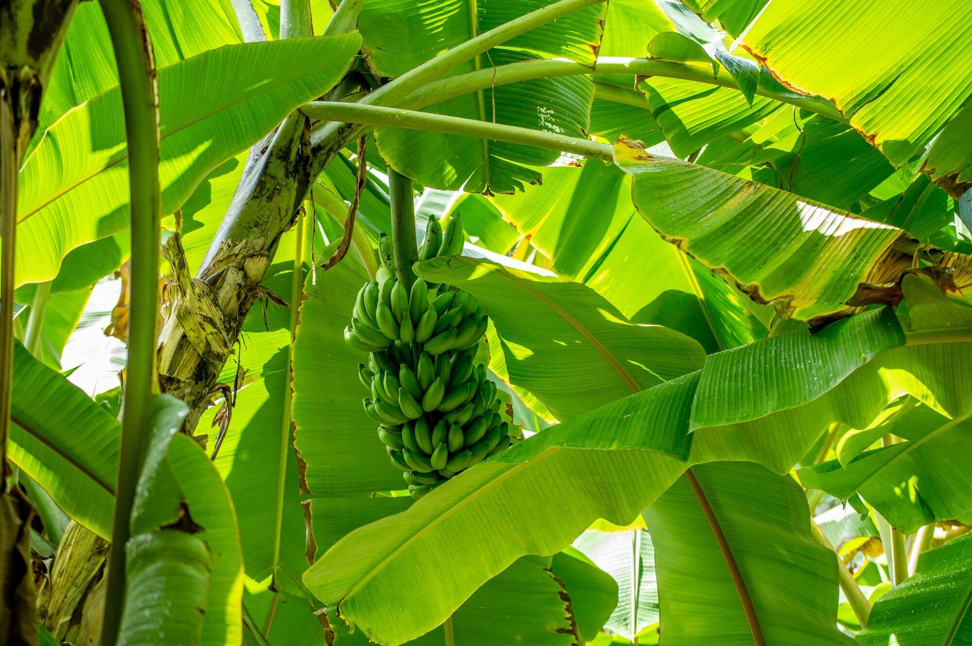 Навіть ананаси і гранати: які фрукти можна вирощувати вдома
