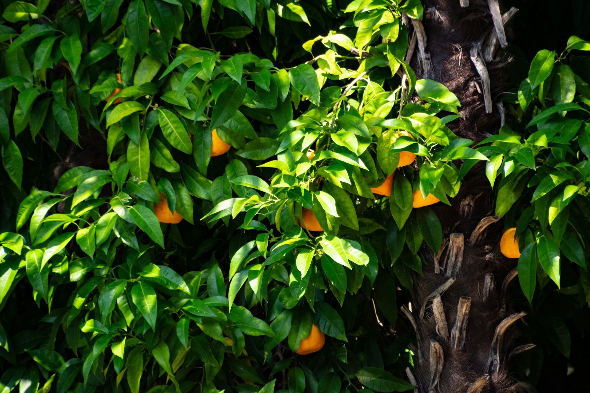 Навіть ананаси і гранати: які фрукти можна вирощувати вдома