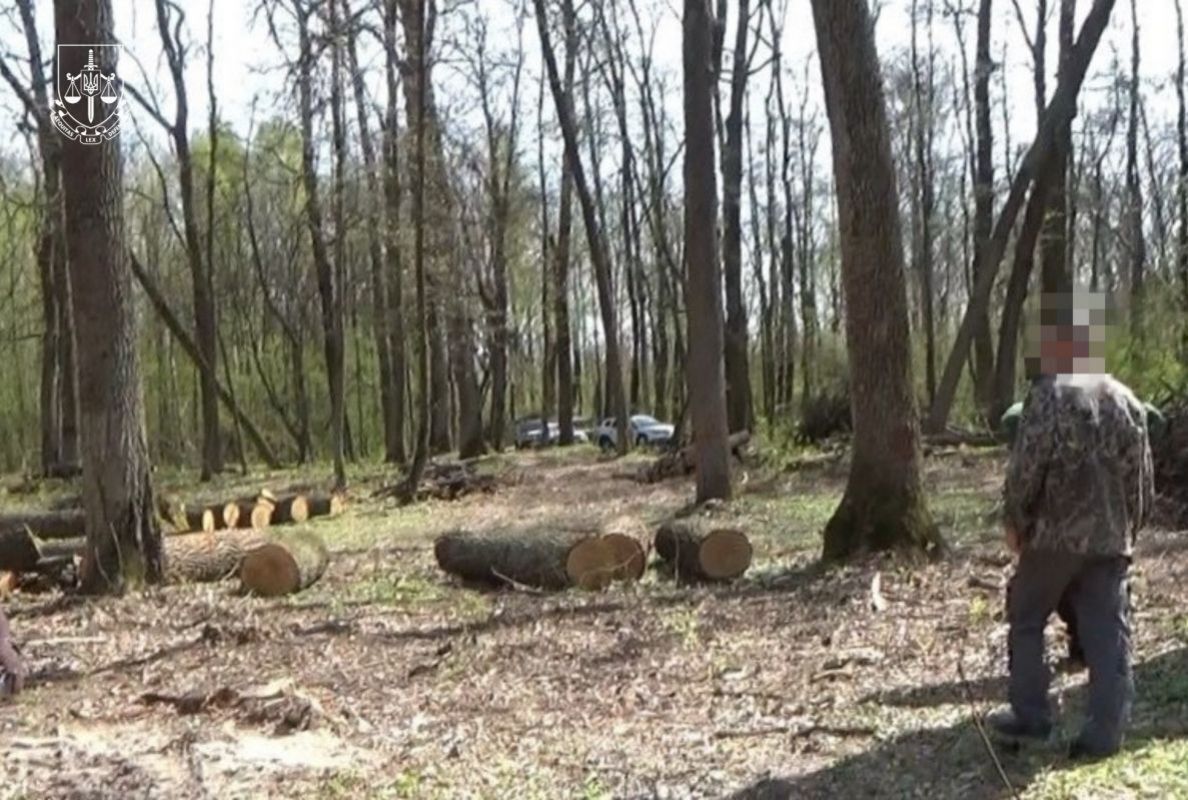Навмисно занижували товщину й висоту дерев на Житомирщині: судитимуть трьох працівників ДП "Ліси України"