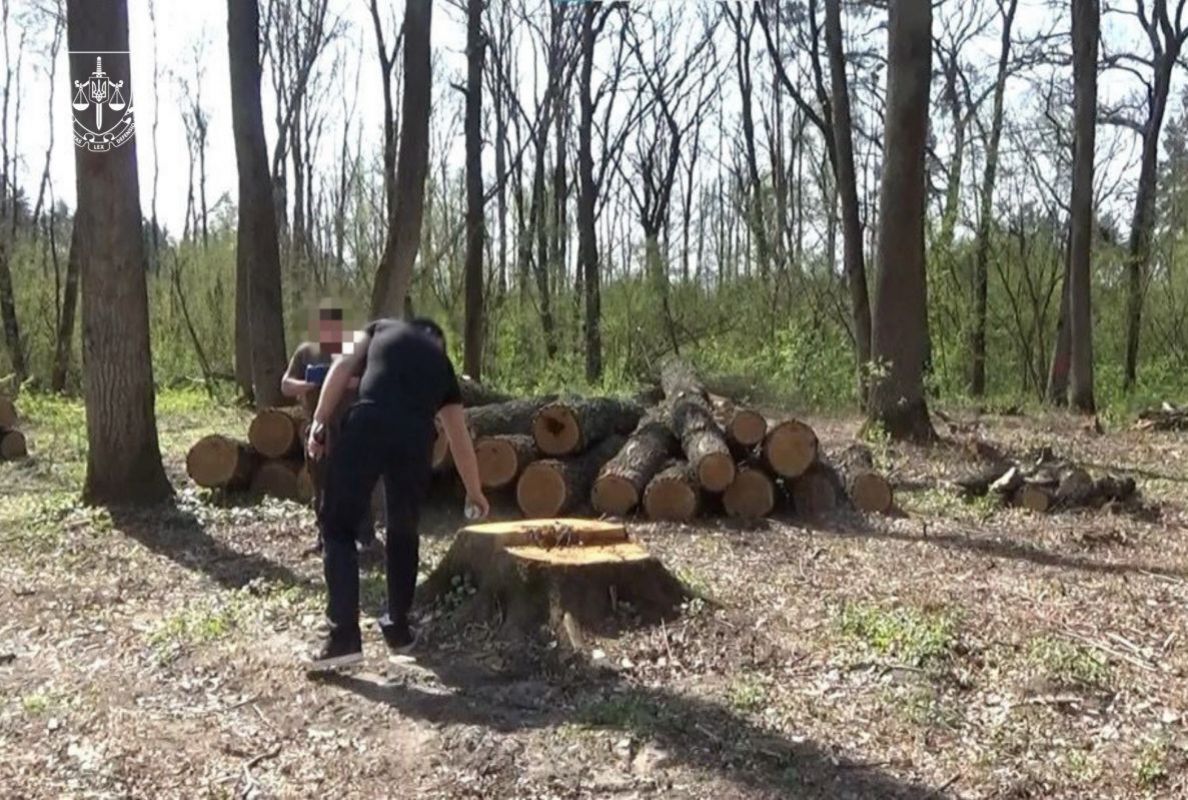 Навмисно занижували товщину й висоту дерев на Житомирщині: судитимуть трьох працівників ДП "Ліси України"