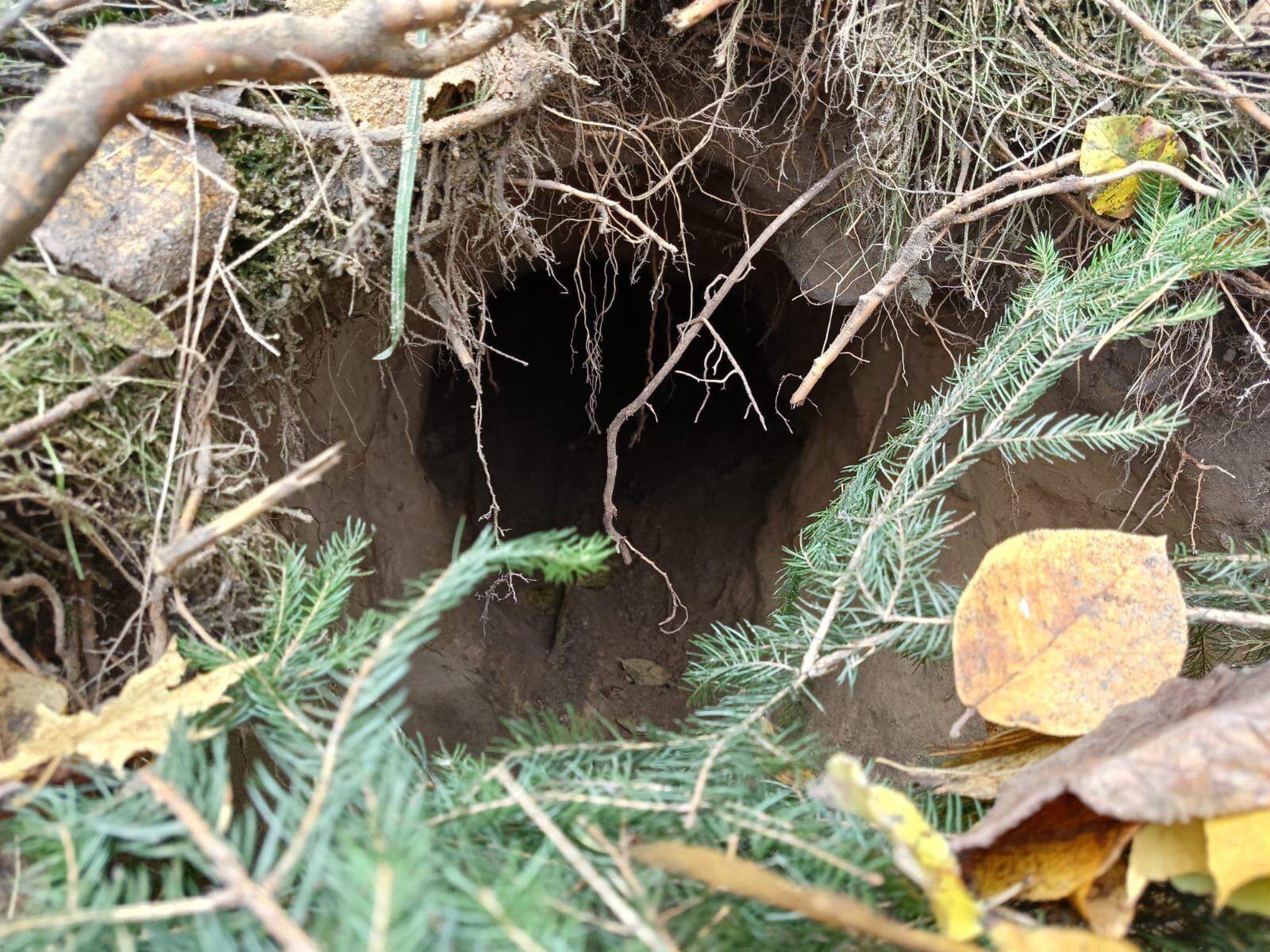 Польські прикордонники знайшли невідомий тунель біля кордону з Білоруссю. Фото і відео