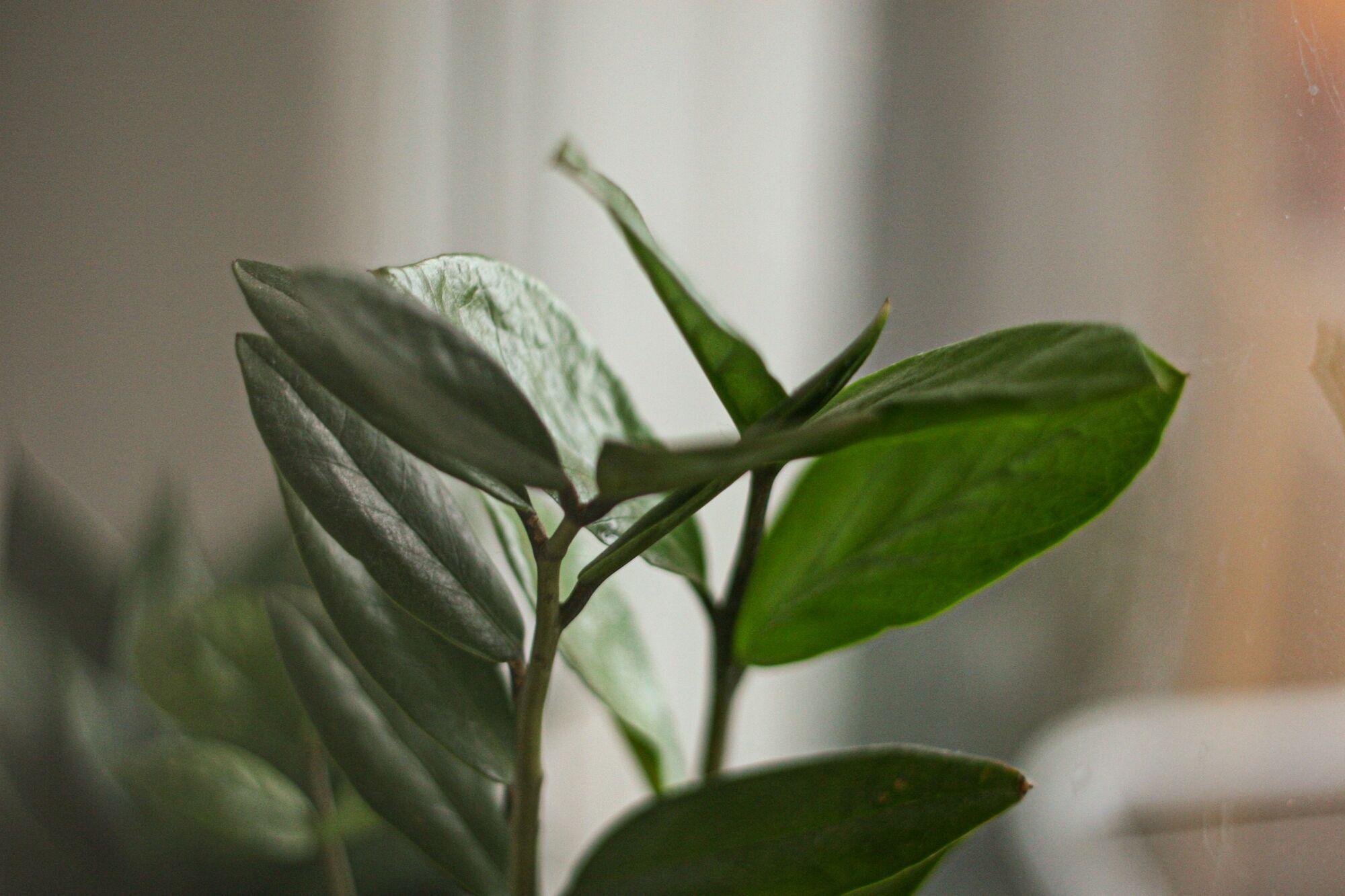 Какие растения подойдут для офиса: неприхотливые варианты