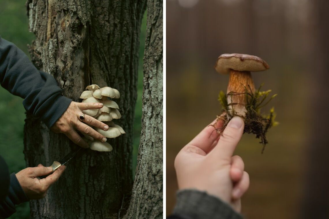Гриби треба зрізати чи викручувати: як правильно і що говорять вчені