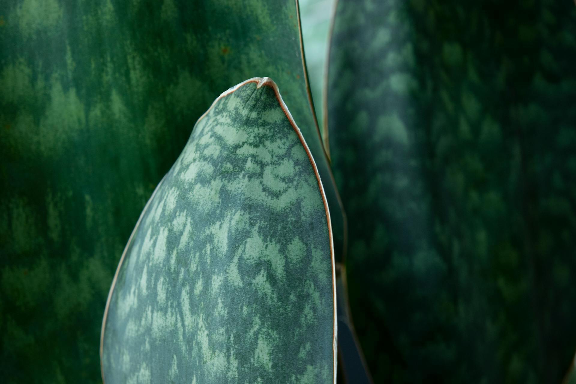 Какие растения подойдут для офиса: неприхотливые варианты