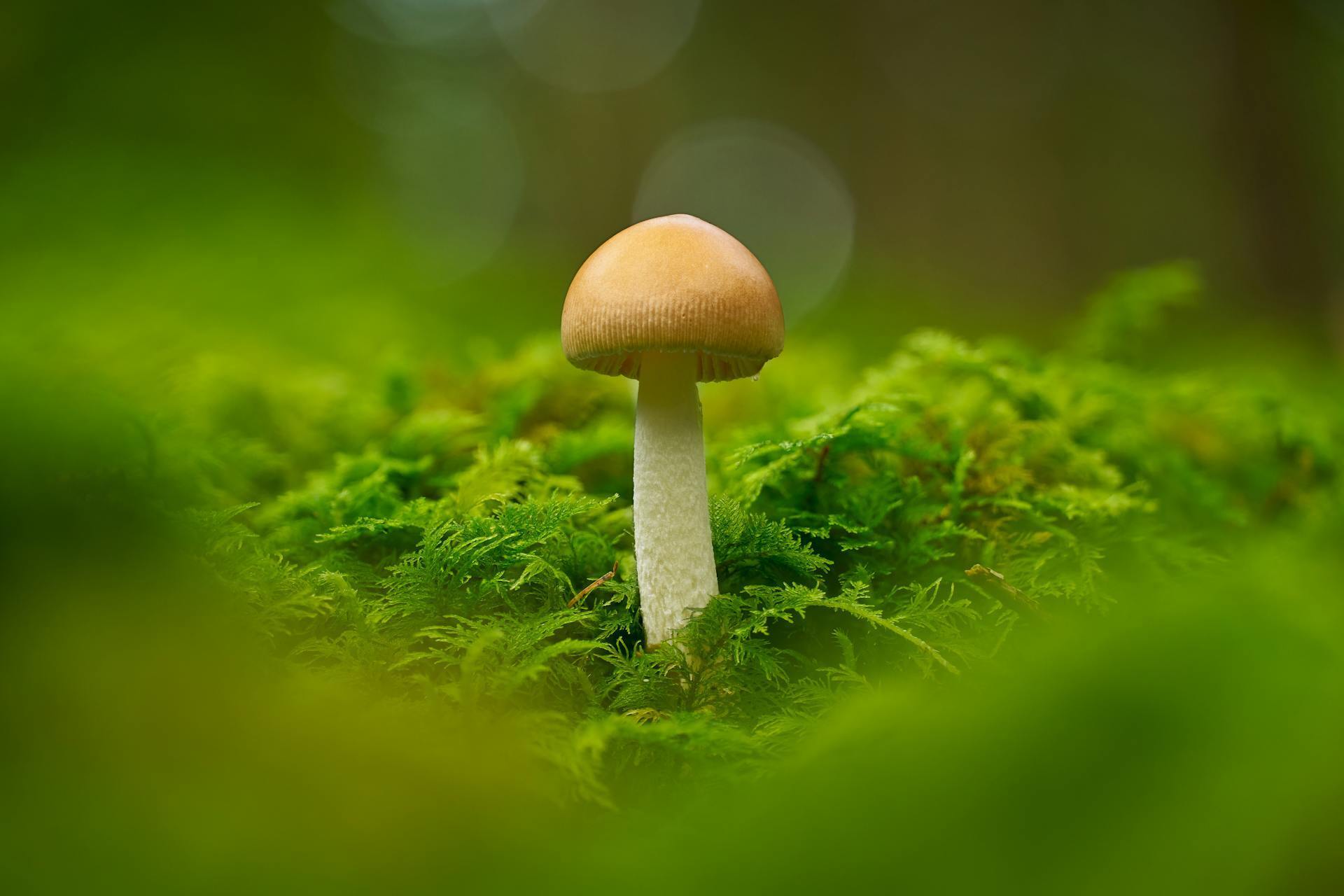 Гриби треба зрізати чи викручувати: як правильно і що говорять вчені