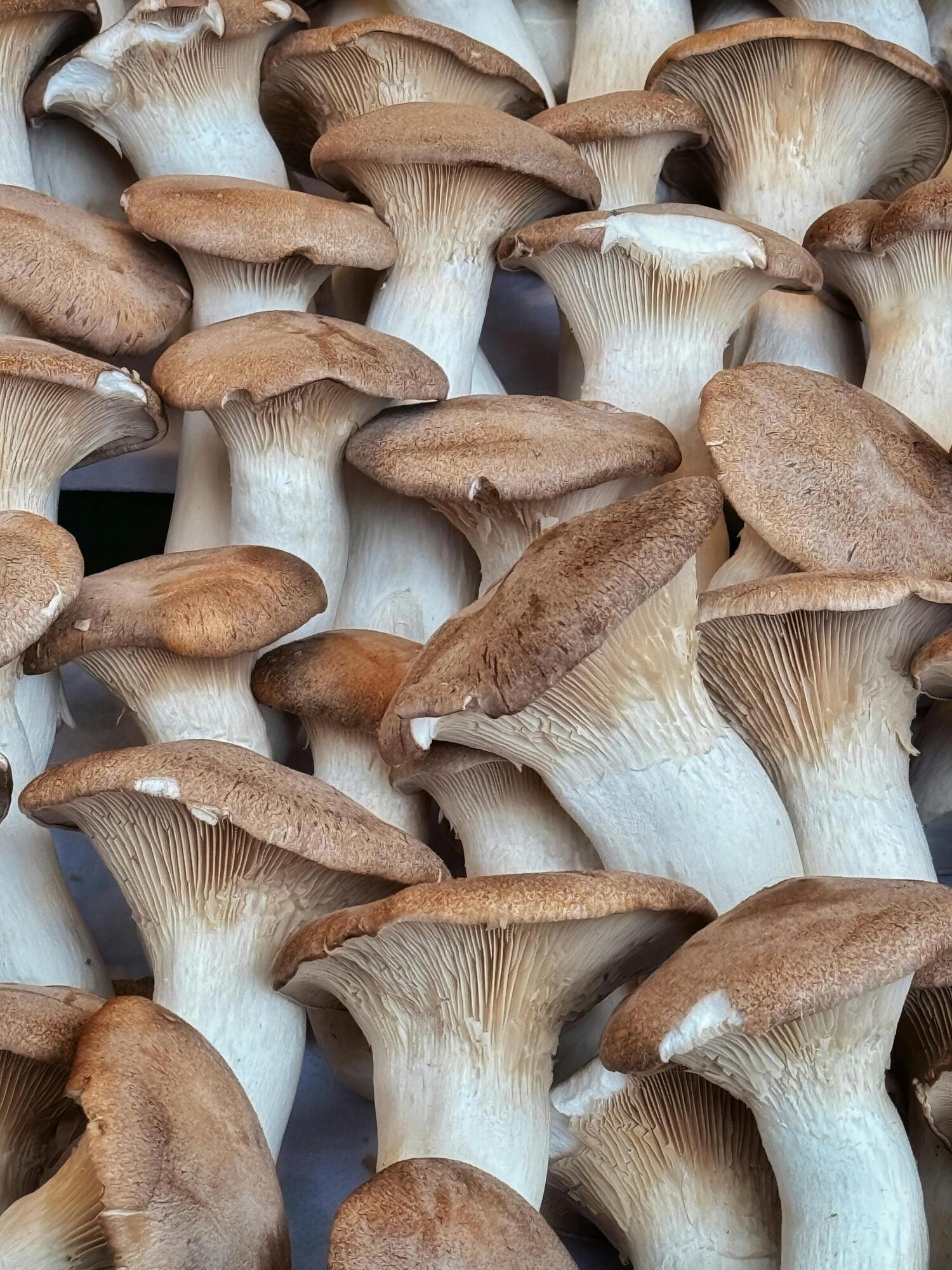 Як відрізнити їстівні гриби від отруйних і небезпечних: п'ять головних ознак