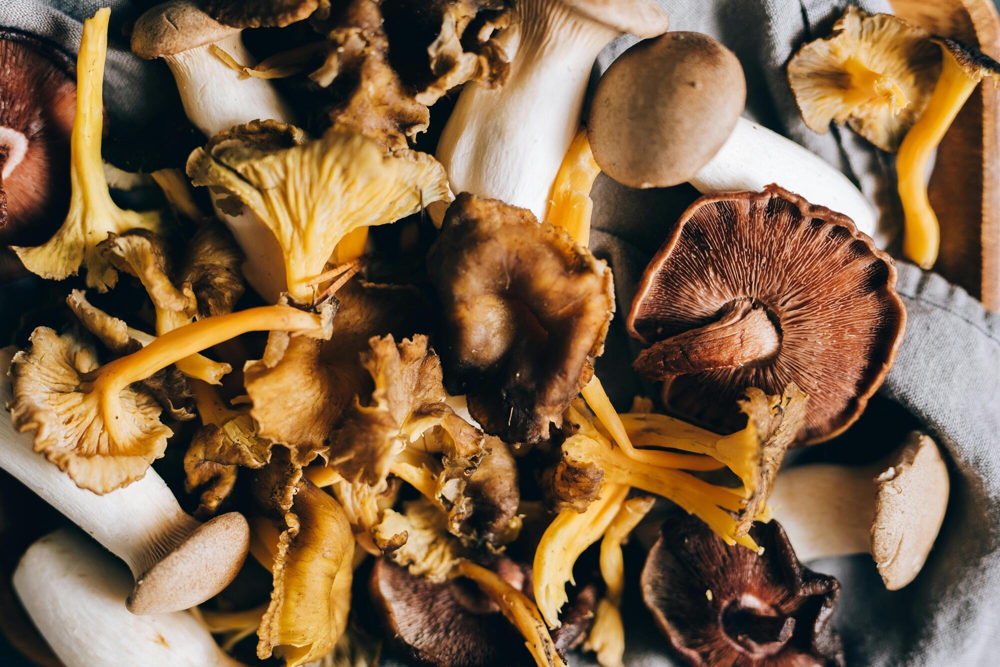 Як відрізнити їстівні гриби від отруйних і небезпечних: п'ять головних ознак