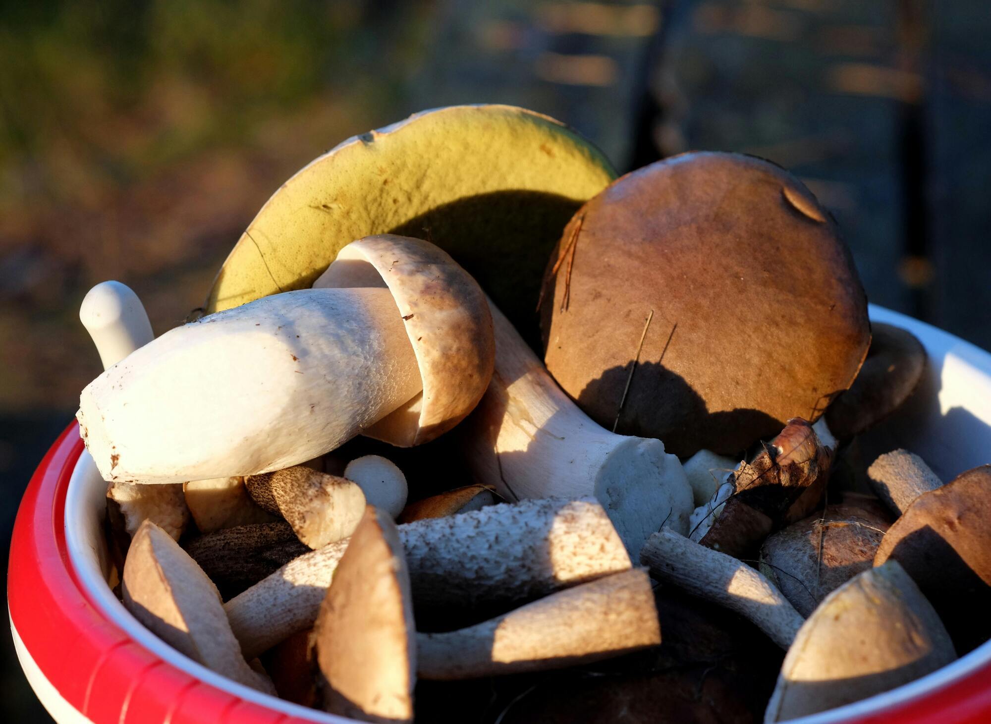 Як відрізнити їстівні гриби від отруйних і небезпечних: п'ять головних ознак