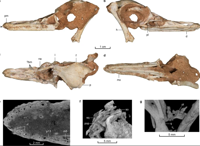 Повна щелепа зубів: у Монголії знайшли скелет динозавра із тілом пінгвіна. Фото