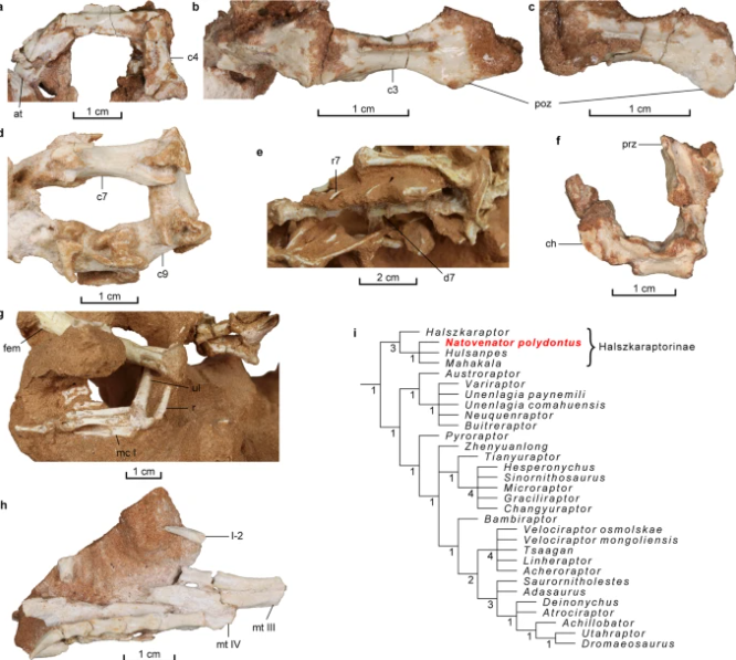 Повна щелепа зубів: у Монголії знайшли скелет динозавра із тілом пінгвіна. Фото