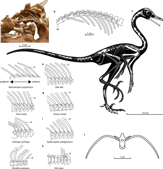 Повна щелепа зубів: у Монголії знайшли скелет динозавра із тілом пінгвіна. Фото