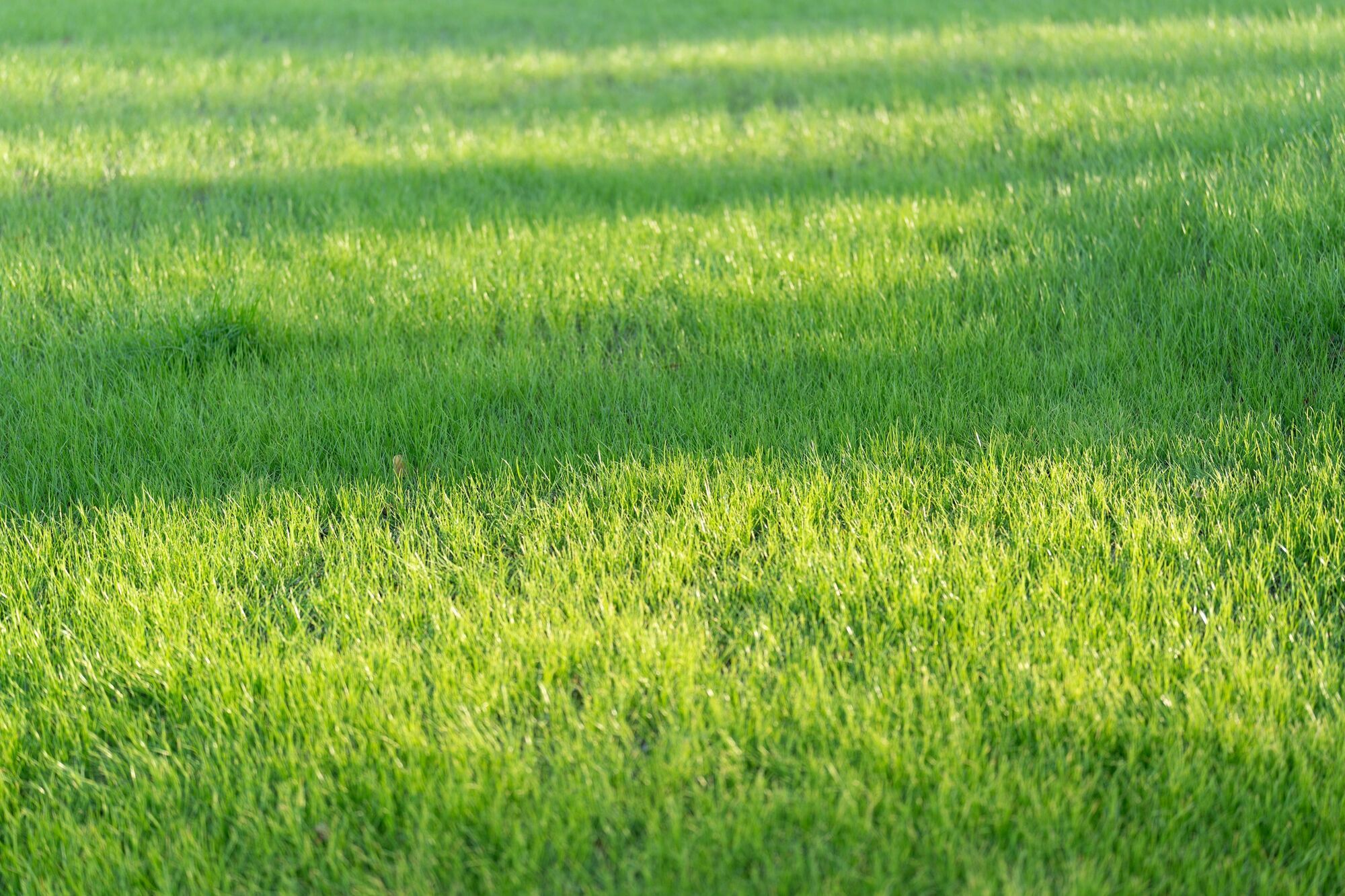 Без гербіцидів: як позбутися бур’яну на газоні