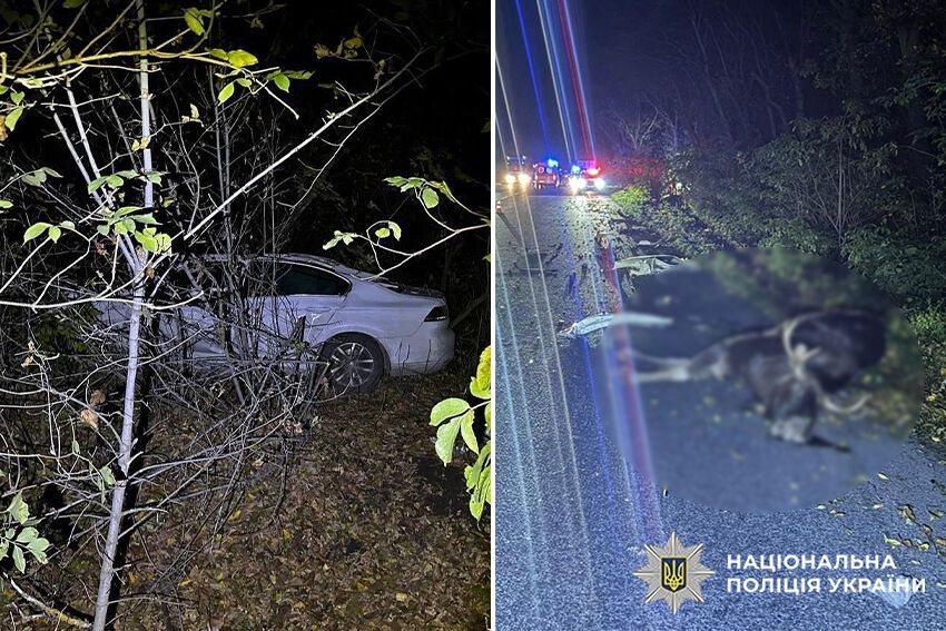 В Хмельницкой области авто слетело в кювет из-за лося, который внезапно выбежал на дорогу: водитель погиб. Фото