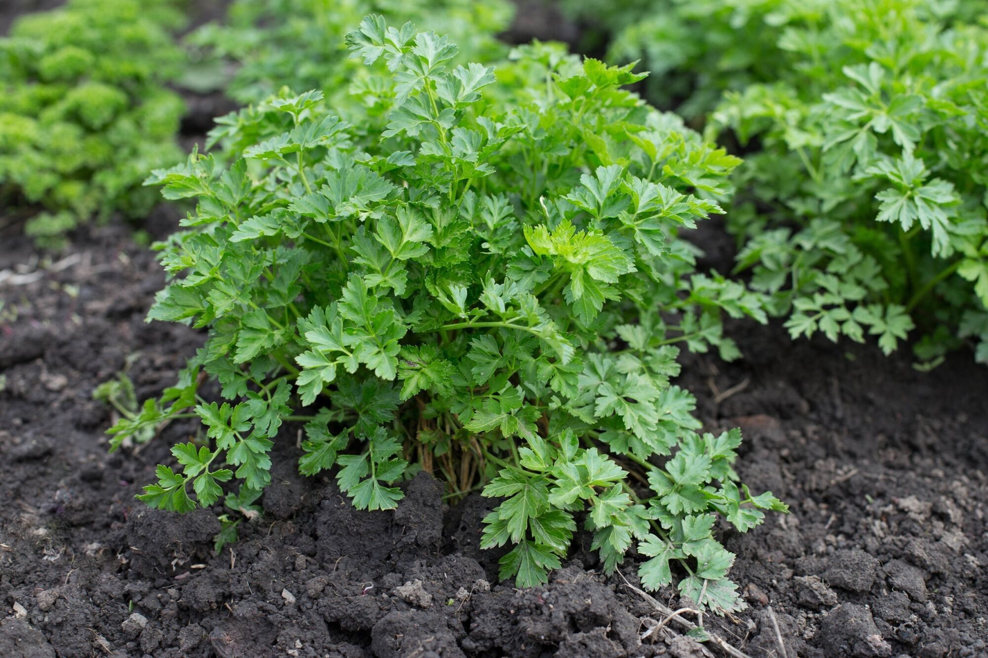 Не боїться холоду: як посіяти петрушку під зиму