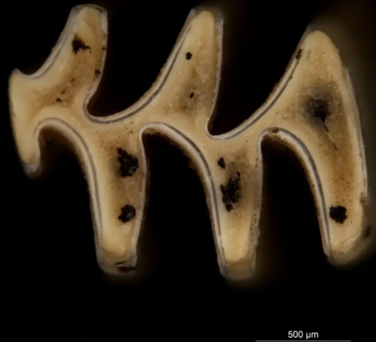 У печері знайшли останки 46 видів тварин льодовикового періоду. Фото