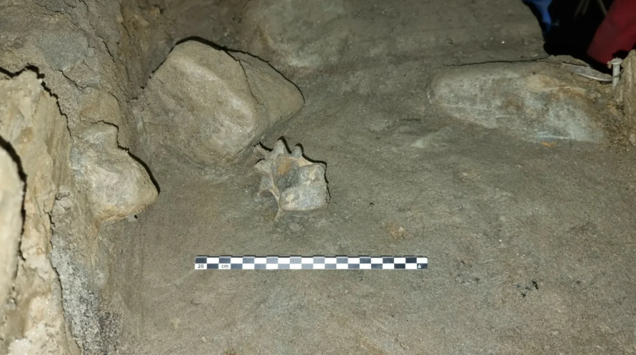 У печері знайшли останки 46 видів тварин льодовикового періоду. Фото