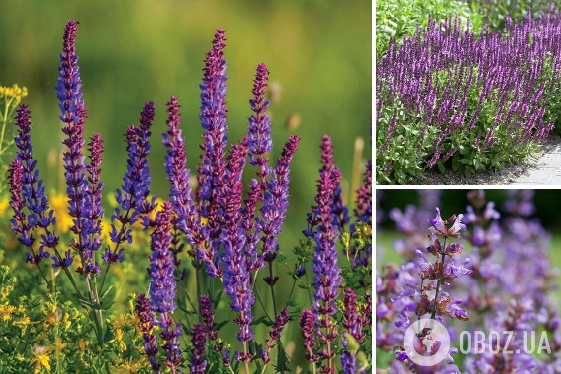 Не впізнаєте свій сад: які багаторічники варто встигнути посадити у жовтні