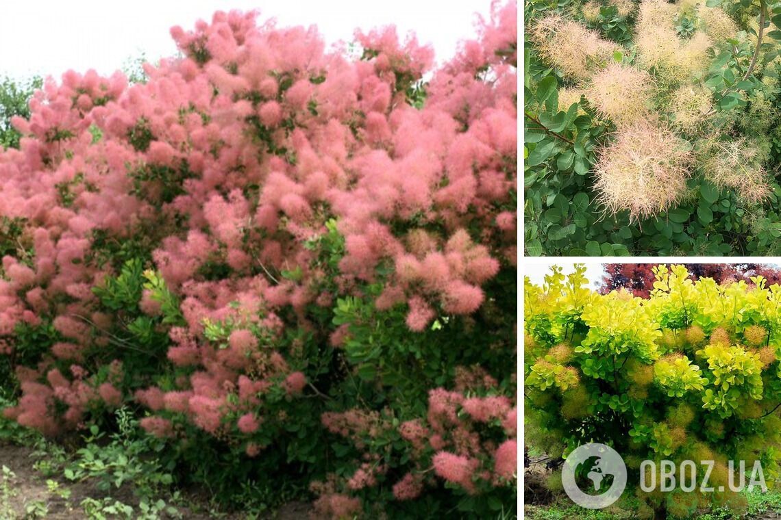 Не впізнаєте свій сад: які багаторічники варто встигнути посадити у жовтні