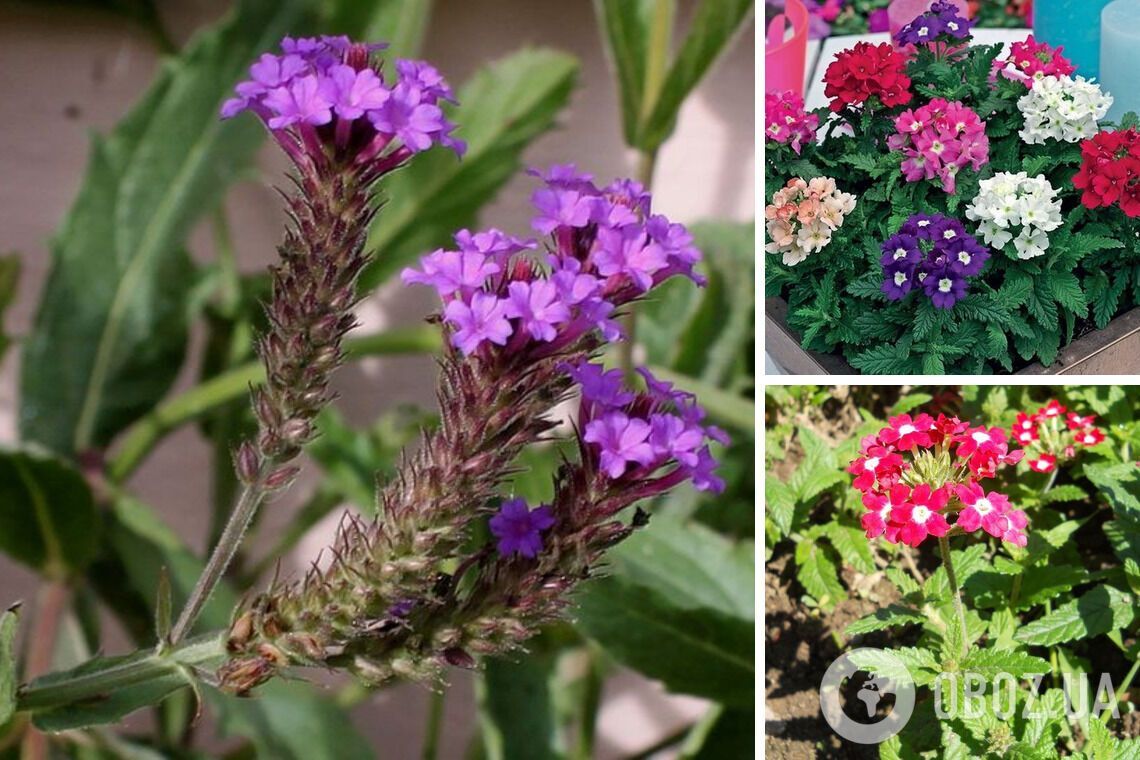 Не впізнаєте свій сад: які багаторічники варто встигнути посадити у жовтні