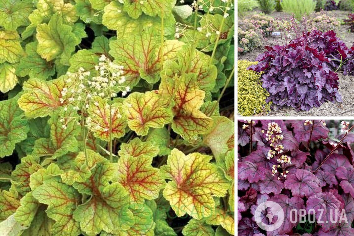 Не впізнаєте свій сад: які багаторічники варто встигнути посадити у жовтні