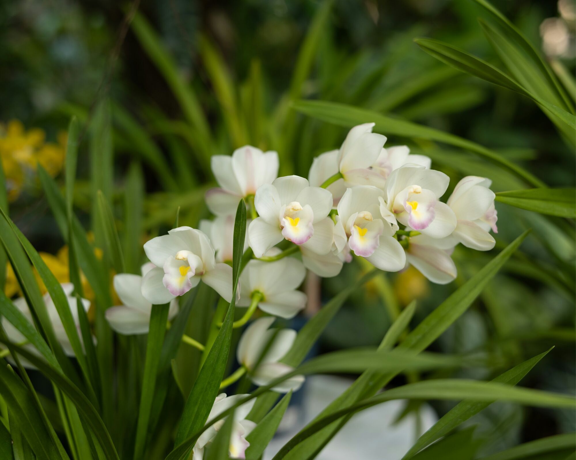Чому в орхідеї жовтіє листя: основні причини