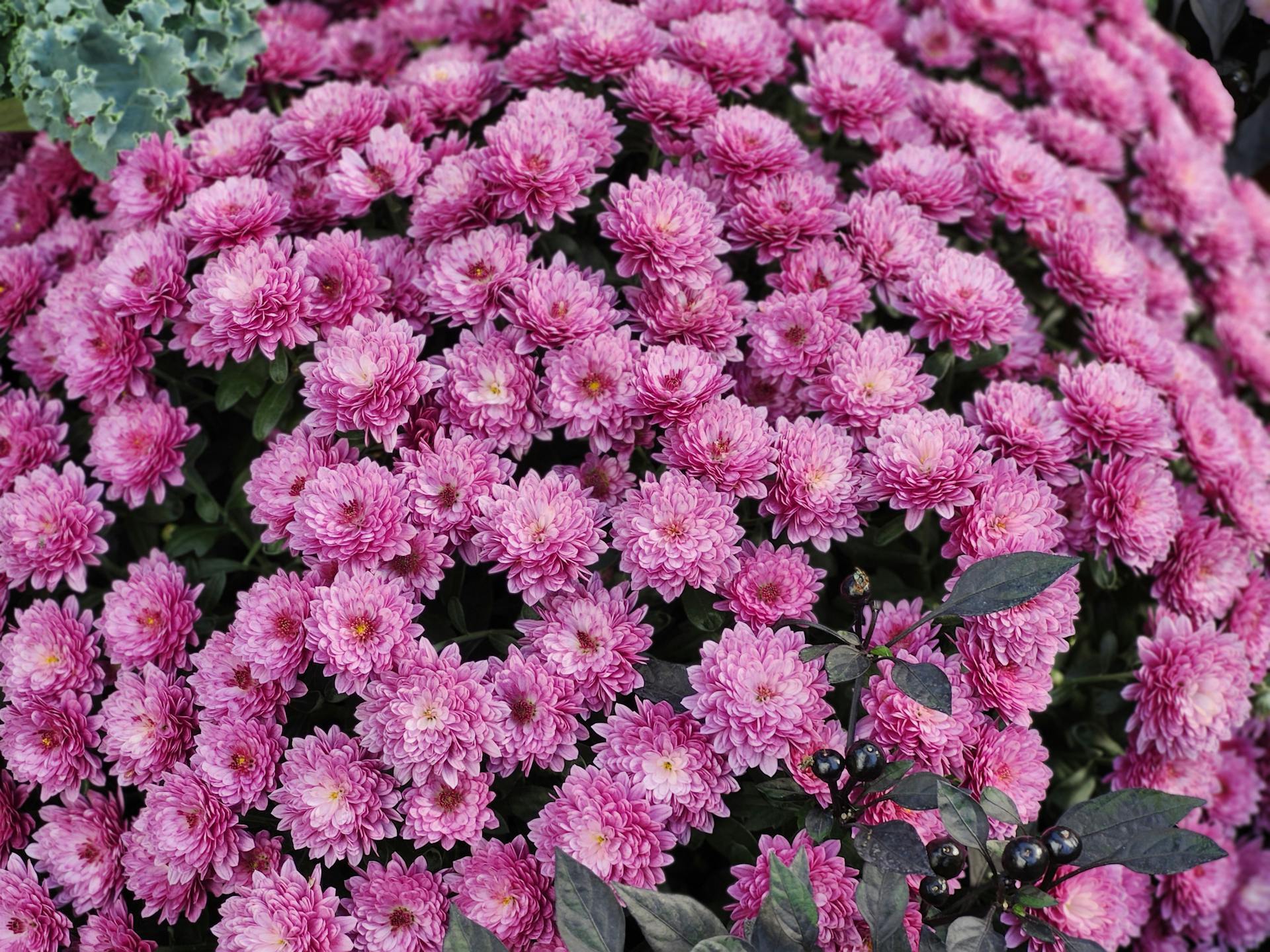 Не впізнаєте свій сад: які багаторічники варто встигнути посадити у жовтні