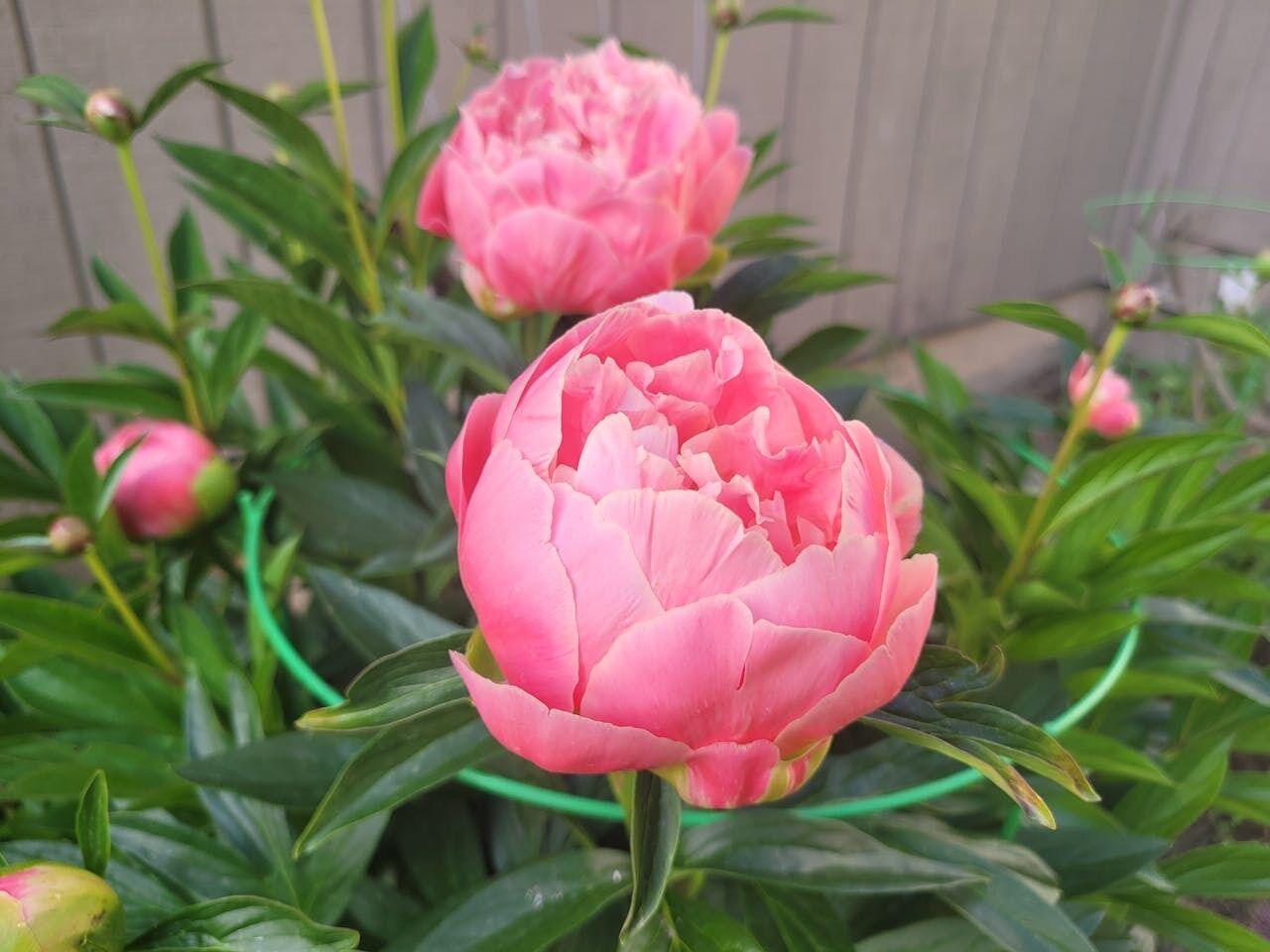 Не впізнаєте свій сад: які багаторічники варто встигнути посадити у жовтні