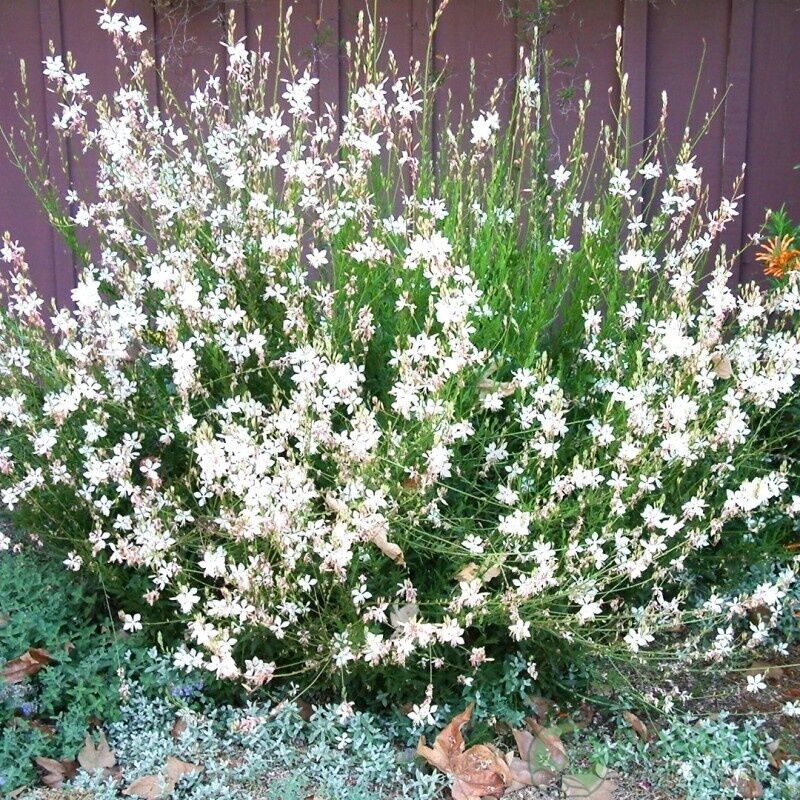 Не впізнаєте свій сад: які багаторічники варто встигнути посадити у жовтні