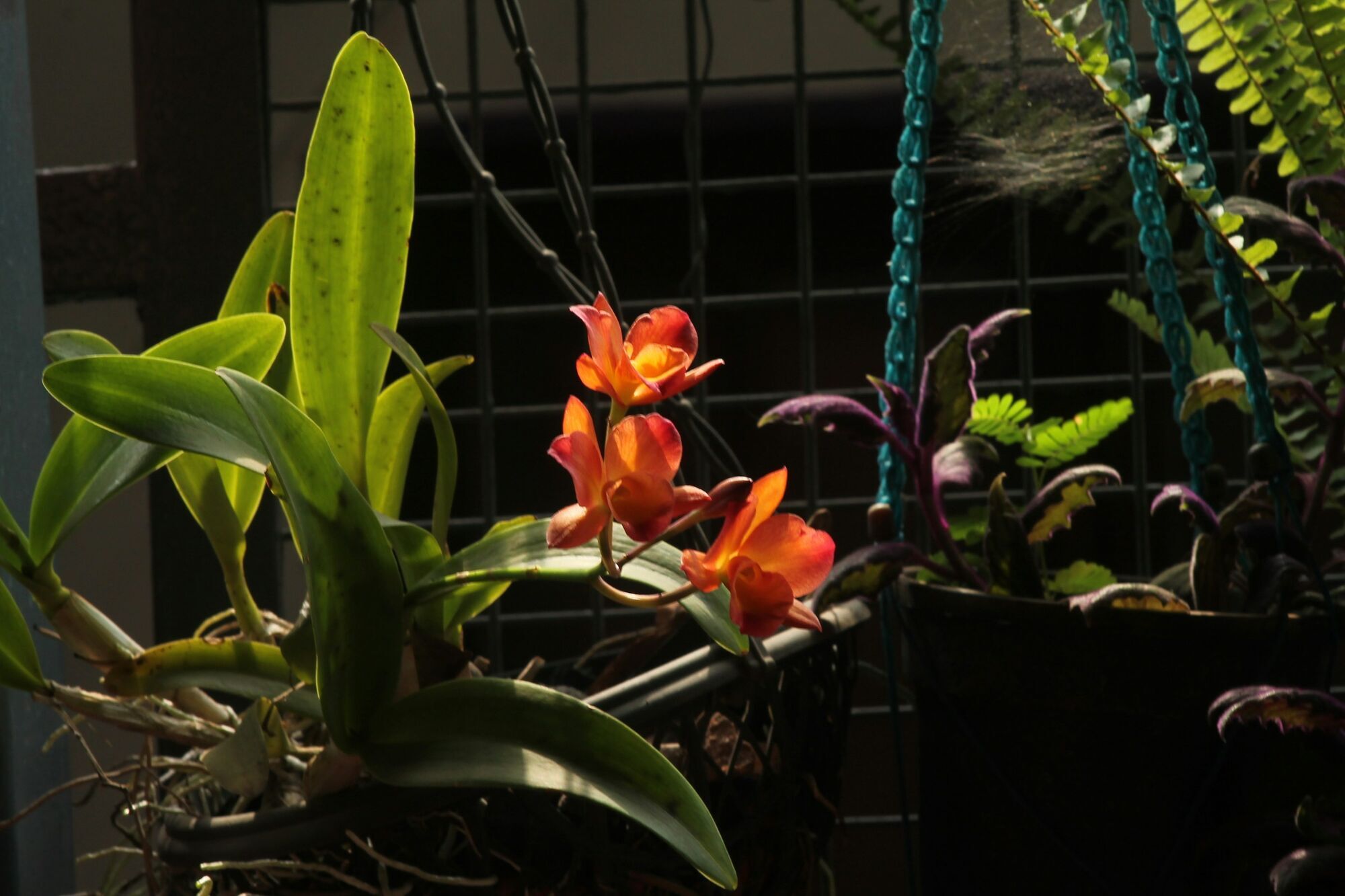 Чому в орхідеї жовтіє листя: основні причини