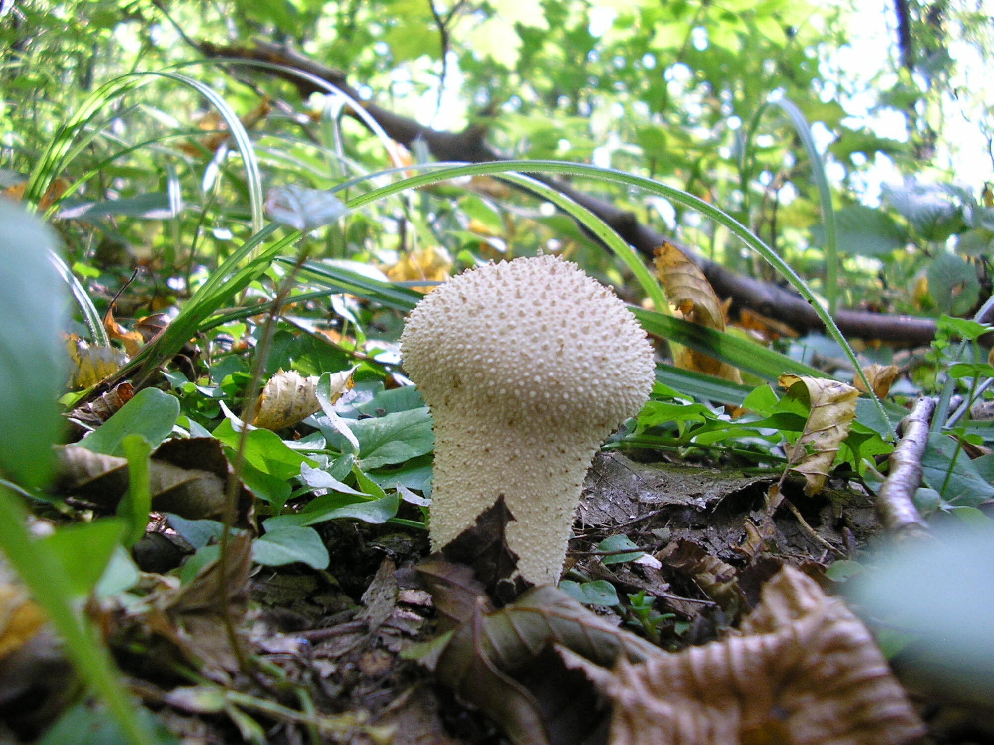 Не плутати з порхавкою: що за гриб з намистинками знайшли на Київщині. Фото