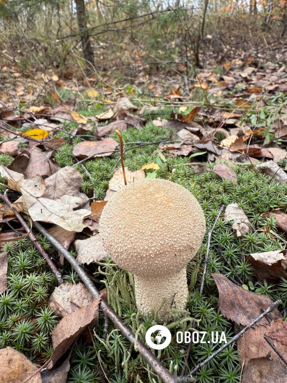 Не плутати з порхавкою: що за гриб з намистинками знайшли на Київщині. Фото