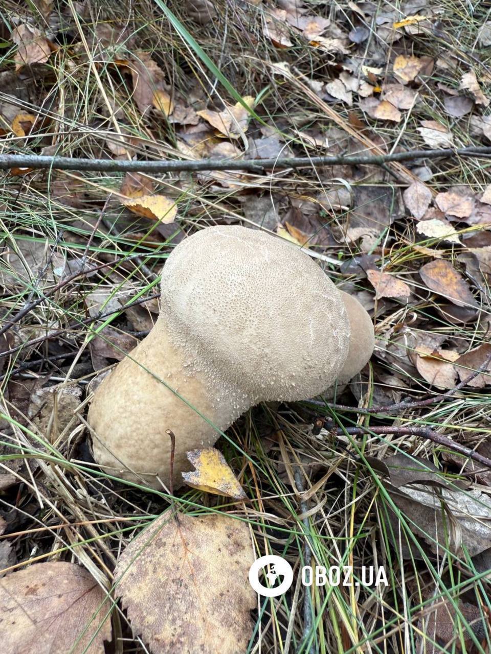 Не плутати з порхавкою: що за гриб з намистинками знайшли на Київщині. Фото