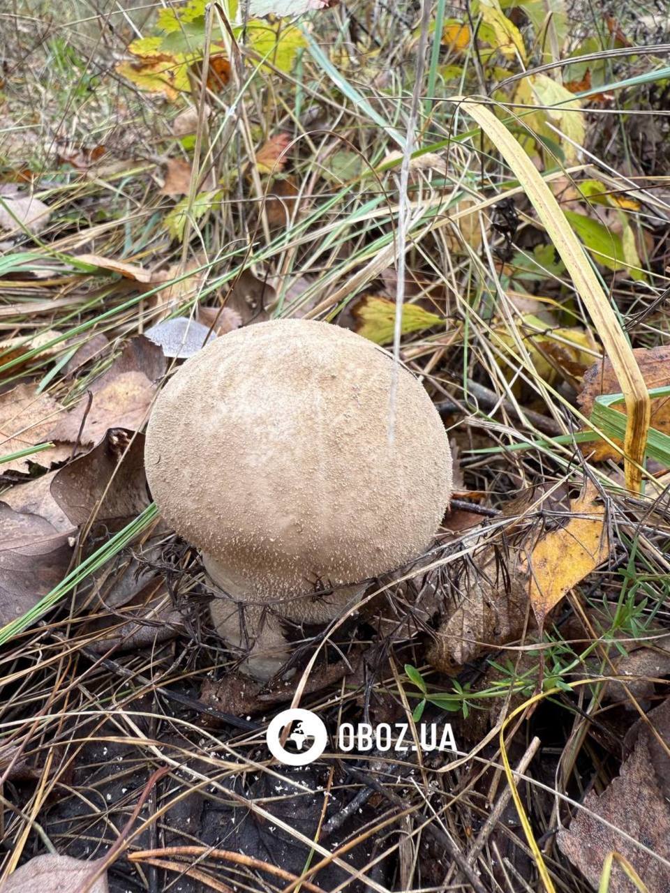 Не плутати з порхавкою: що за гриб з намистинками знайшли на Київщині. Фото