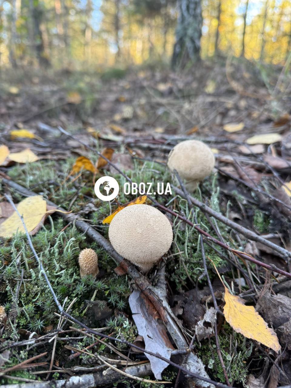 Не плутати з порхавкою: що за гриб з намистинками знайшли на Київщині. Фото