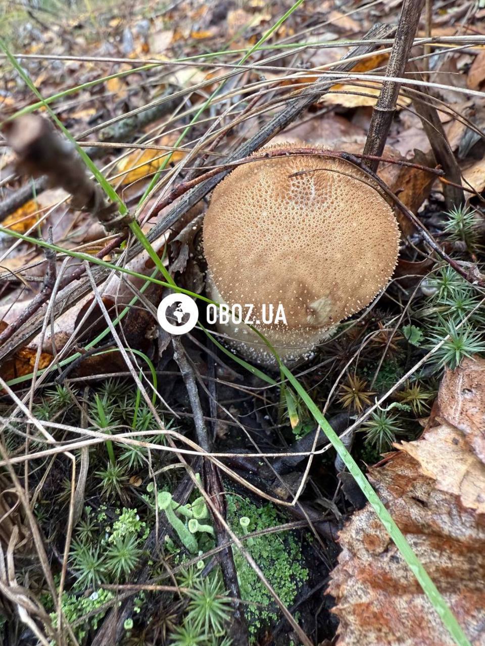Не плутати з порхавкою: що за гриб з намистинками знайшли на Київщині. Фото
