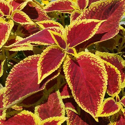 Якій кімнатній рослині не можна цвісти: чому так і що треба зробити