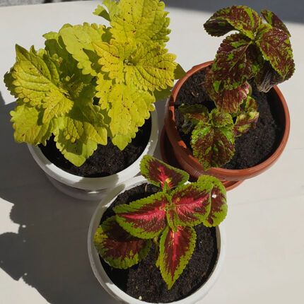 Якій кімнатній рослині не можна цвісти: чому так і що треба зробити