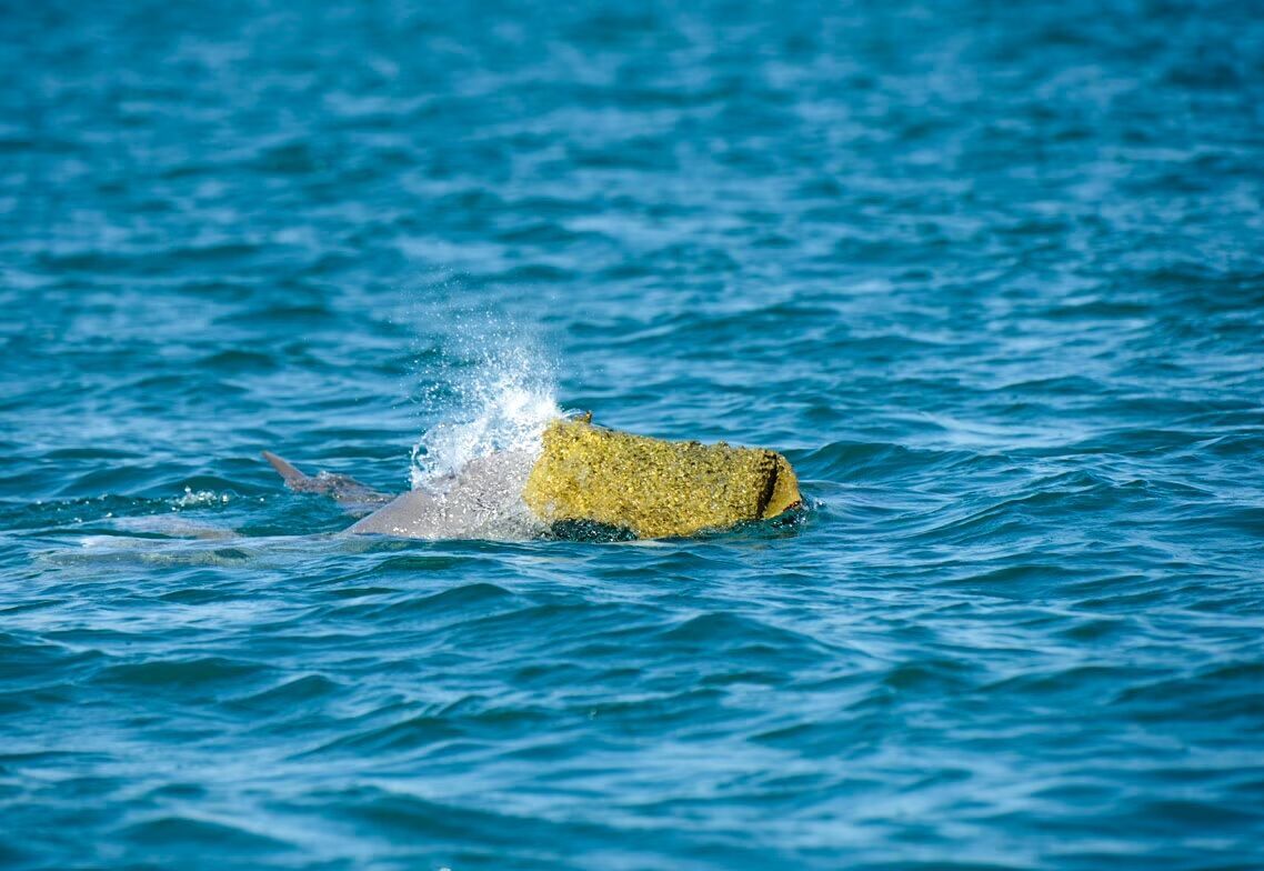Самців дельфінів помітили у "перуках" з морських губок: науковці пояснили дивну поведінку